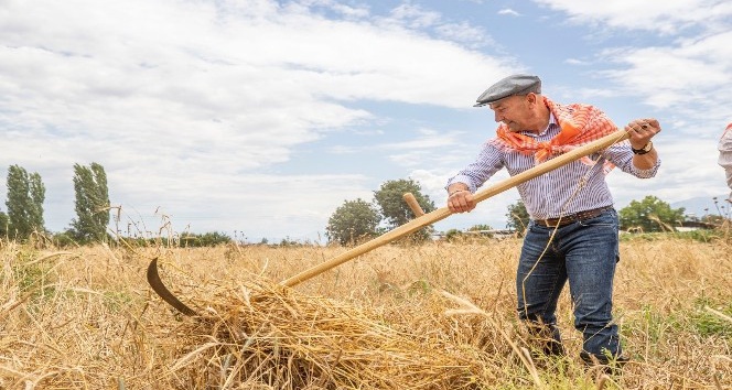 Başkan Soyer, Ödemiş ve Tire'de ilk karakılçık buğdayı hasadına katıldı
