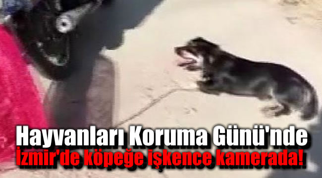 Hayvanları Koruma Günü'nde İzmir'de köpeğe işkence kamerada
