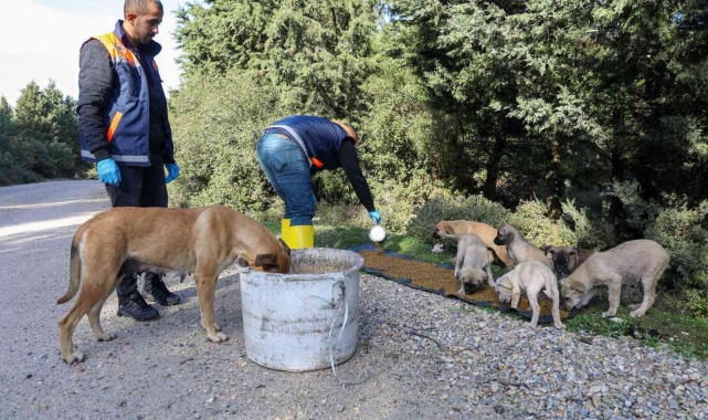 Buca'da kırsaldaki sokak hayvanlarına mama desteği