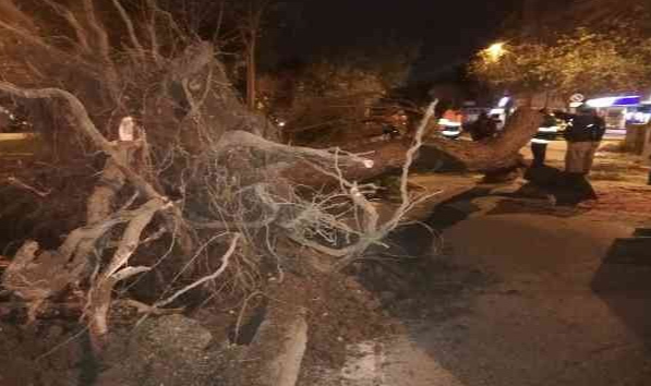 İzmir'de fırtına Ağaçlar ve elektrik direkleri devrildi