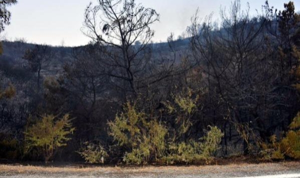 Menderes'teki Orman Yangını Davası 