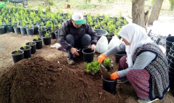 Yanan ormanlar için İzmir'den 2 milyon fidan gönderildi