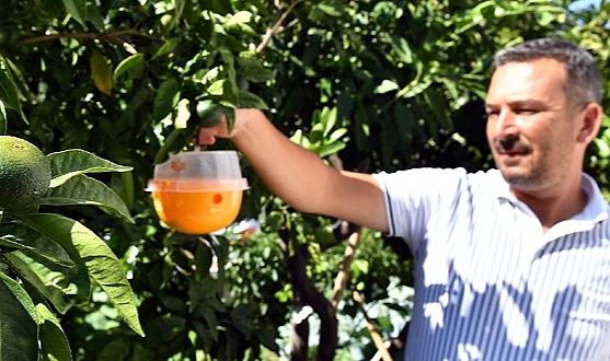 İzmir'de üreticilere 2 bin 500 Akdeniz meyve sineği tuzağı dağıtıldı