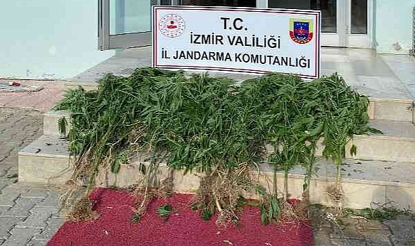 İzmir polisinden son 1 haftada 11 ilçede uyuşturucu operasyonu