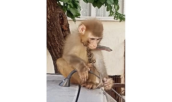 Karabağlar'da başıboş gezen maymun koruma altına alındı