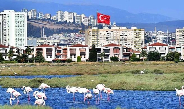Flamingolar İzmirlilerin ilgi odağı