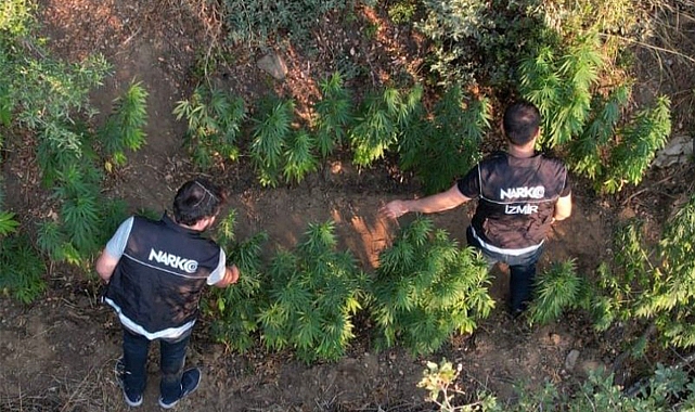 Ödemiş'te bir araziye ekilen Hint keneviri dron ile tespit edildi
