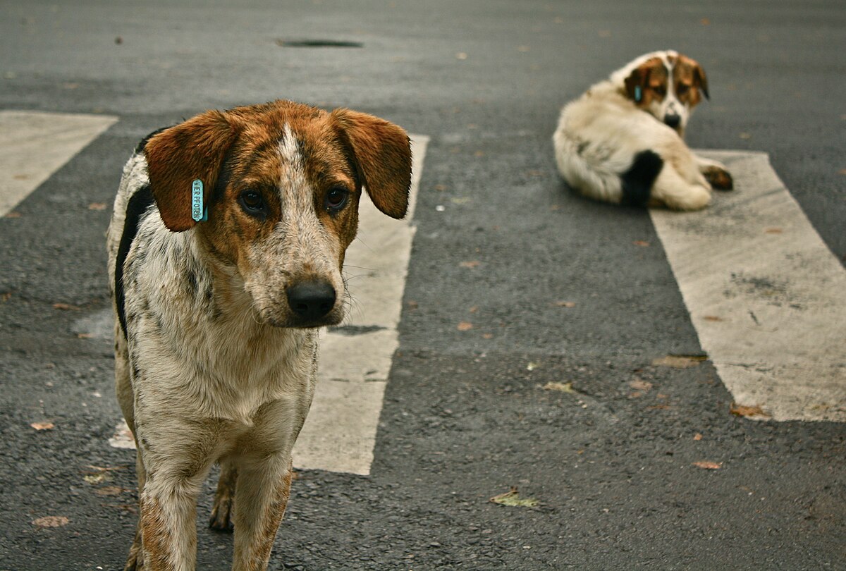 Başıboş sokak köpekleri teklifi komisyondan geçti