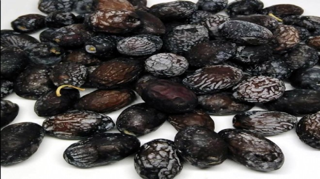 Karaburun'un 'furma' zeytini, marka tescili alan bölgedeki ilk ürün oldu