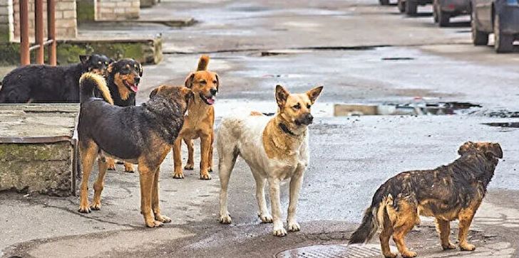 Bakanlık rakamları açıkladı... İzmir'de kaç sokak köpeği var?